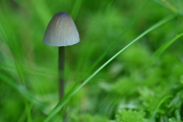 a little mushroom